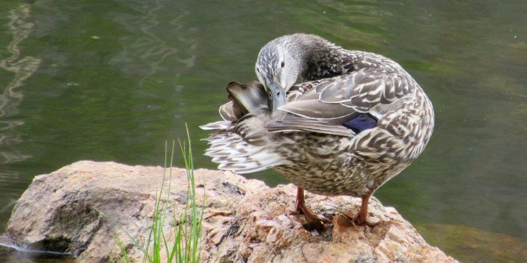 duck with her beak tucked under her back feathers preening