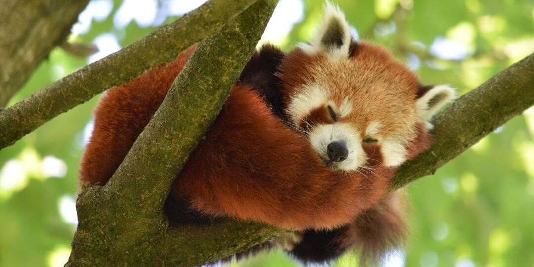 red panda sleeping in three