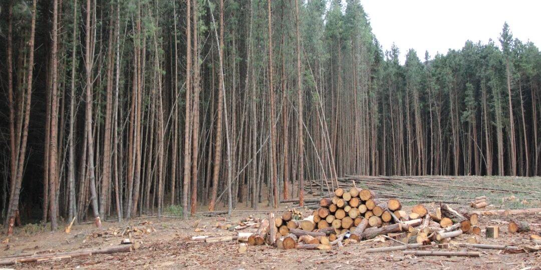 large section of boreal forest cut down and piled up