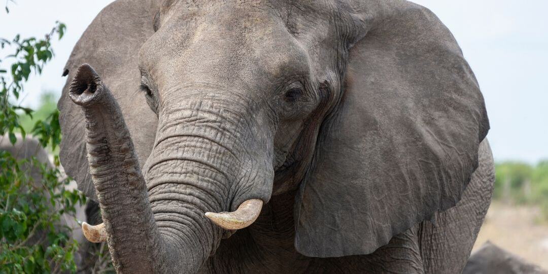 african elephant with small tusks holding trunk towards the camera