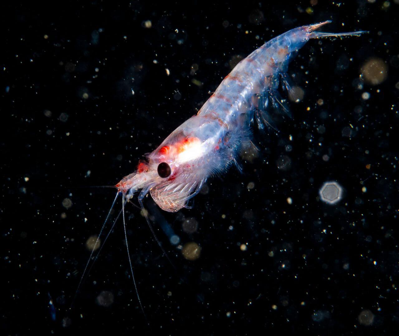 krill floating in ocean