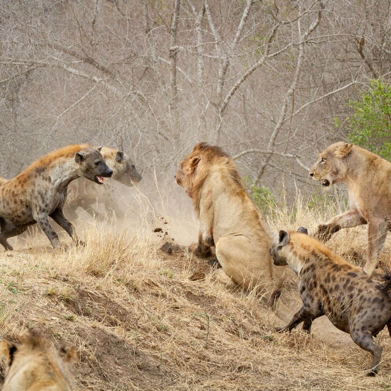 lions and hyenas in competition
