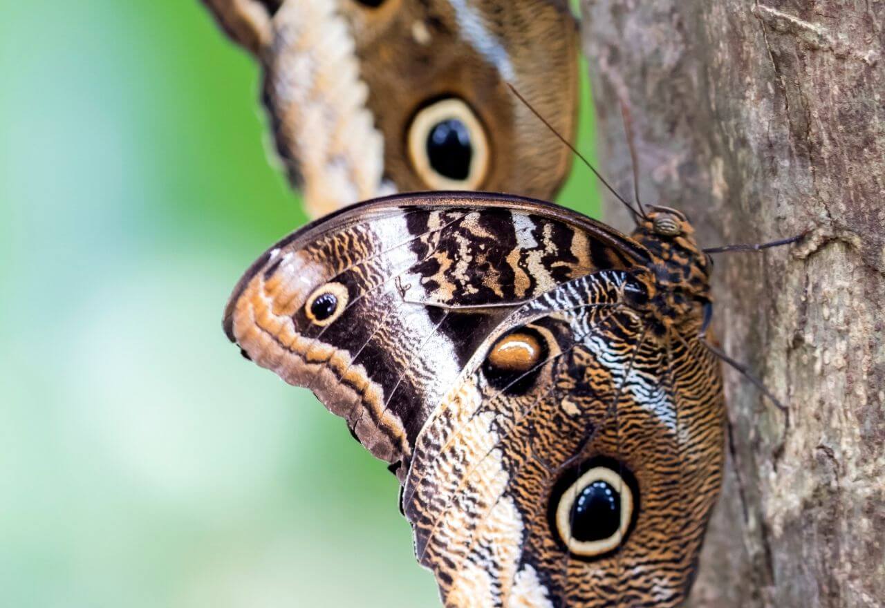 owl butterflies with eyespots on wings