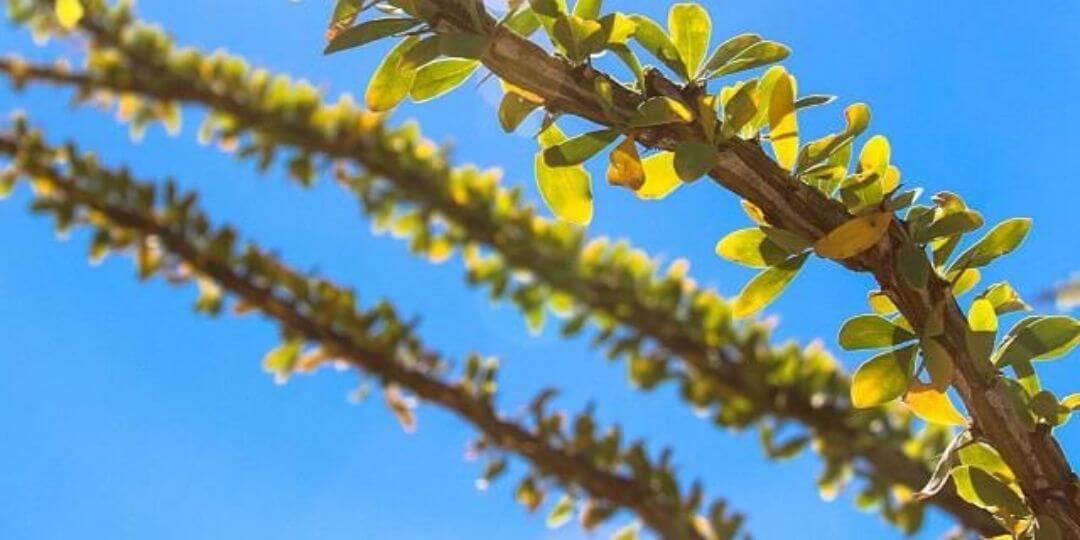 close up of ocotillo branch with leaves with a blue sky in the background