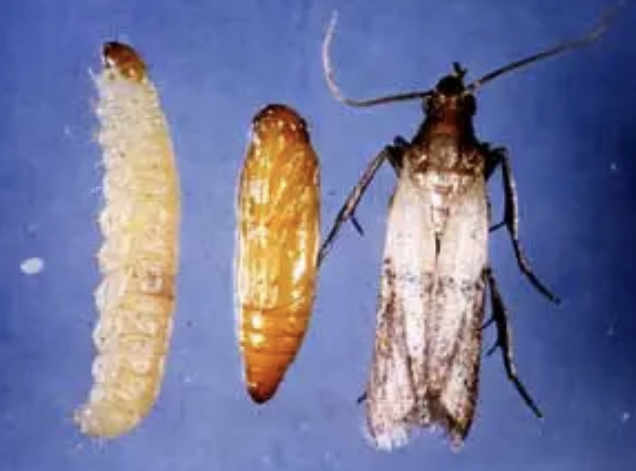 Combattre l'infection de rats et cafards à Orly