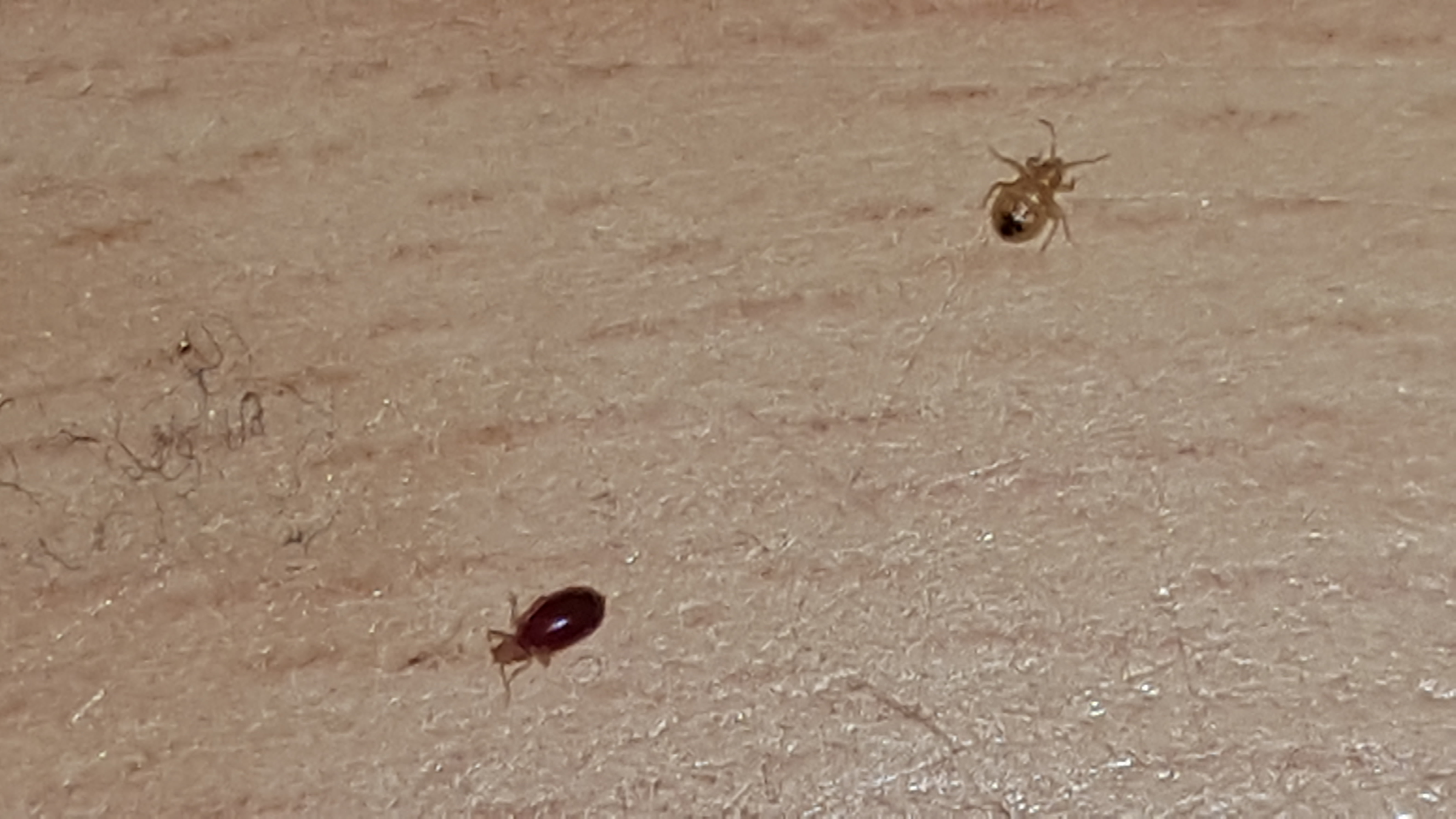 Combattre l'infection de rats et cafards à Epinay-sous-Sénart