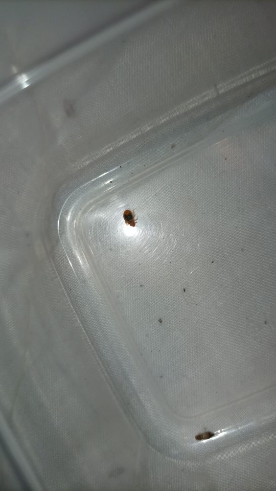 Combattre l'infection de rats et cafards à Villeneuve-Saint-Georges