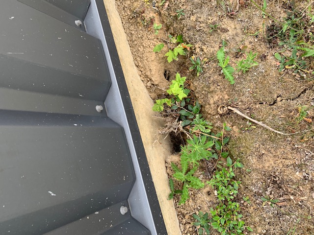 Combattre l'infection de rats et cafards à Rungis