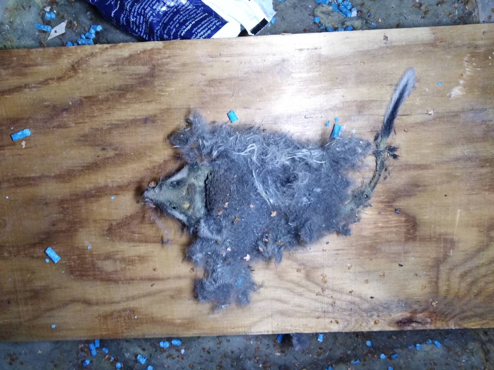 Combattre l'infection de rats et cafards à L'Ile-Saint-Denis