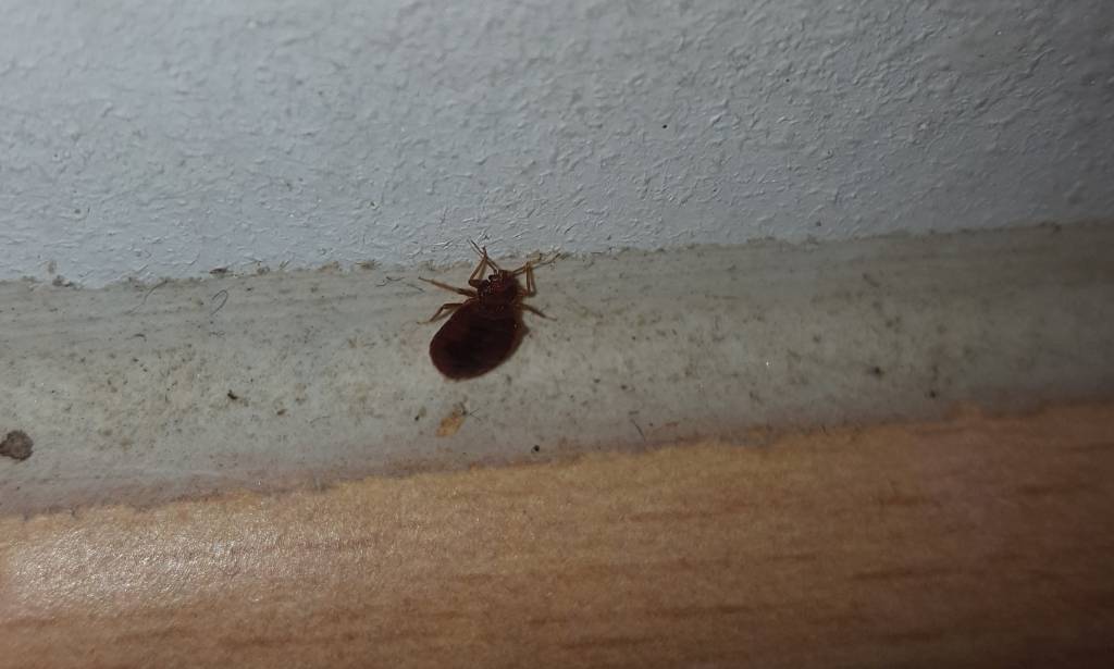 Combattre l'infection de rats et cafards à Champigny-sur-Marne