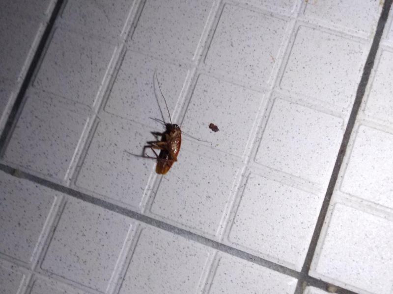 Combattre l'infection de rats et cafards à Valenton