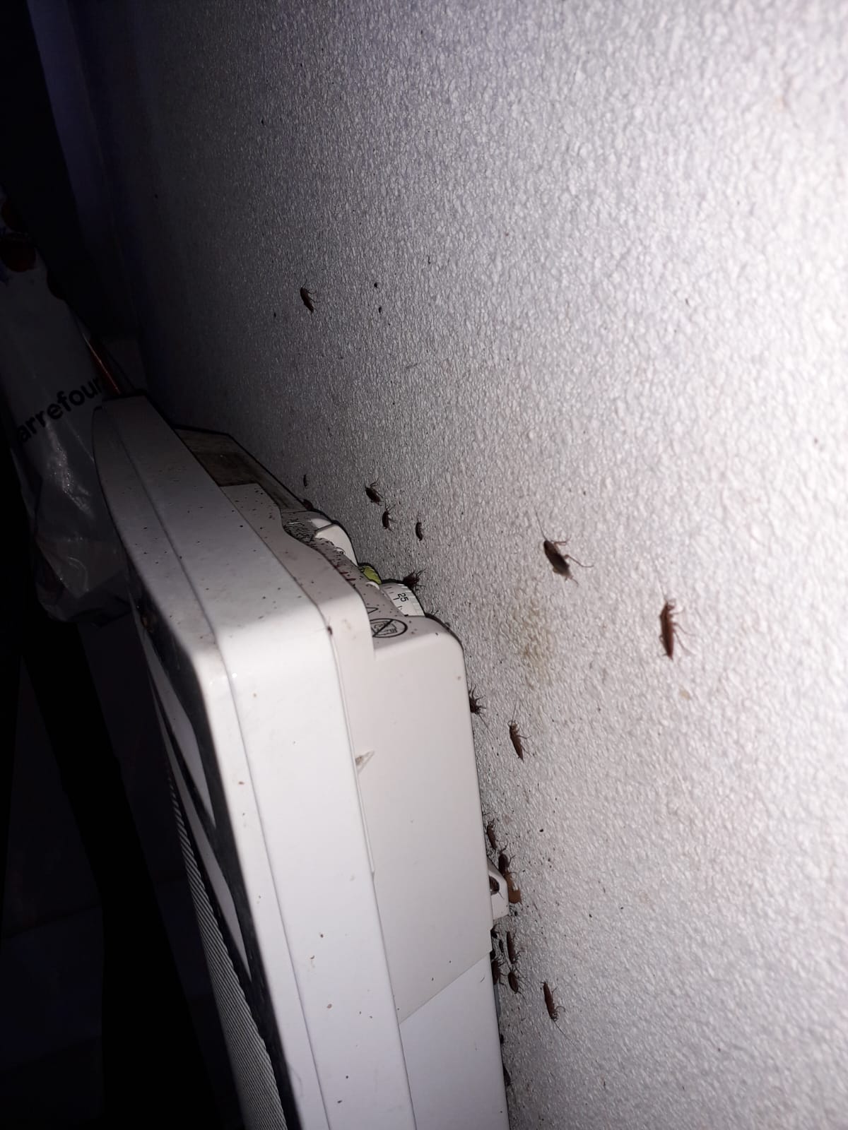 Combattre l'infection de rats et cafards à Limeil-Brévannes