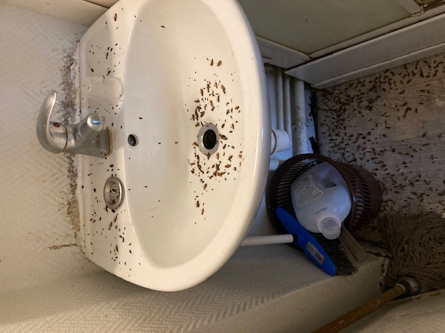 Combattre l'infection de rats et cafards à Montgeron