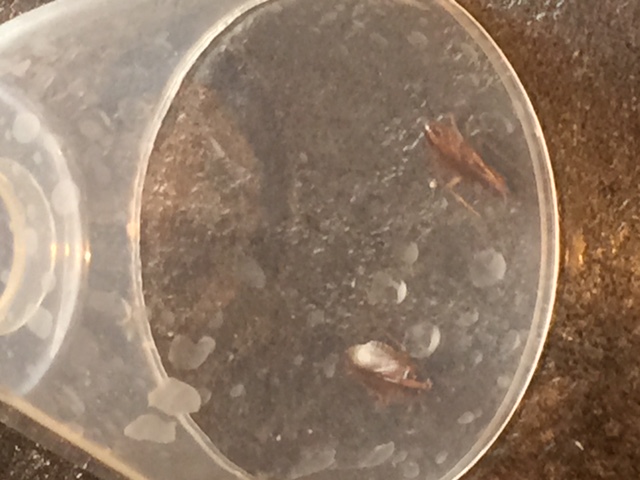 Combattre l'infection de rats et cafards à Le Pré-Saint-Gervais