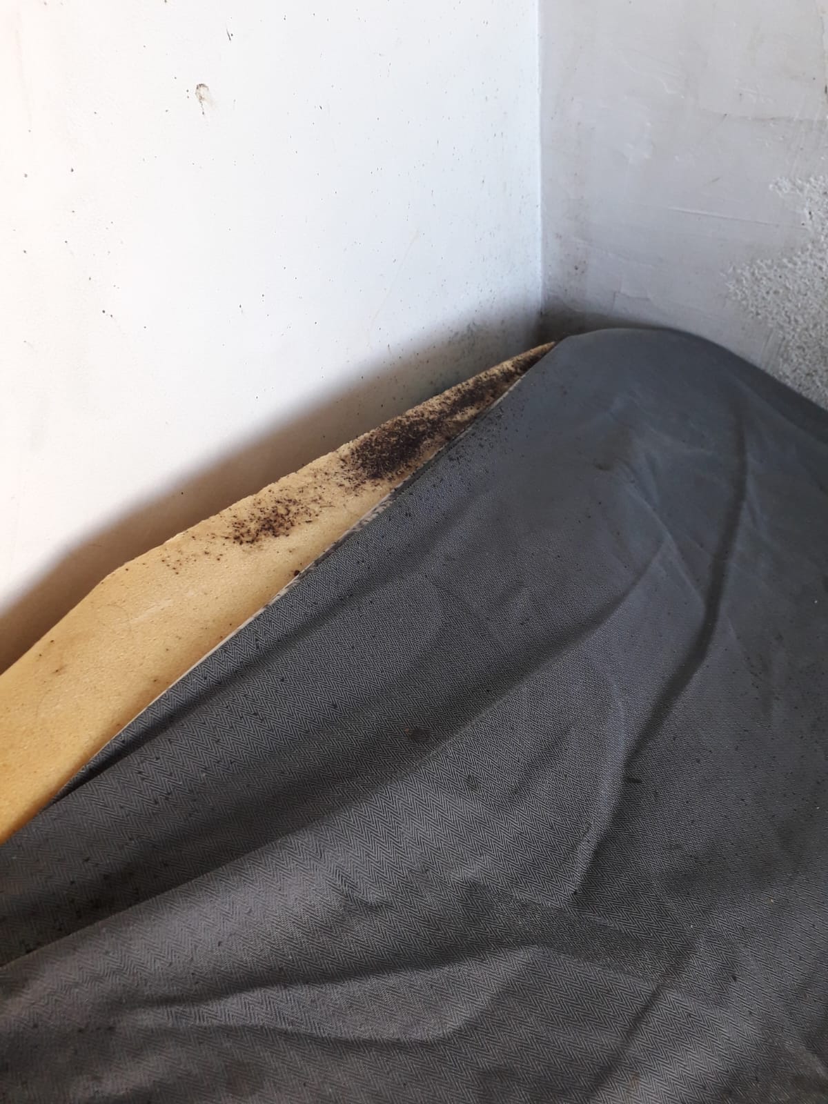 Trouver une société pour s'occuper des cafards dans un hôtel est possible mais pas si simple.