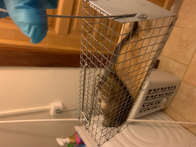 Combattre l'infection de rats et cafards à Mennecy