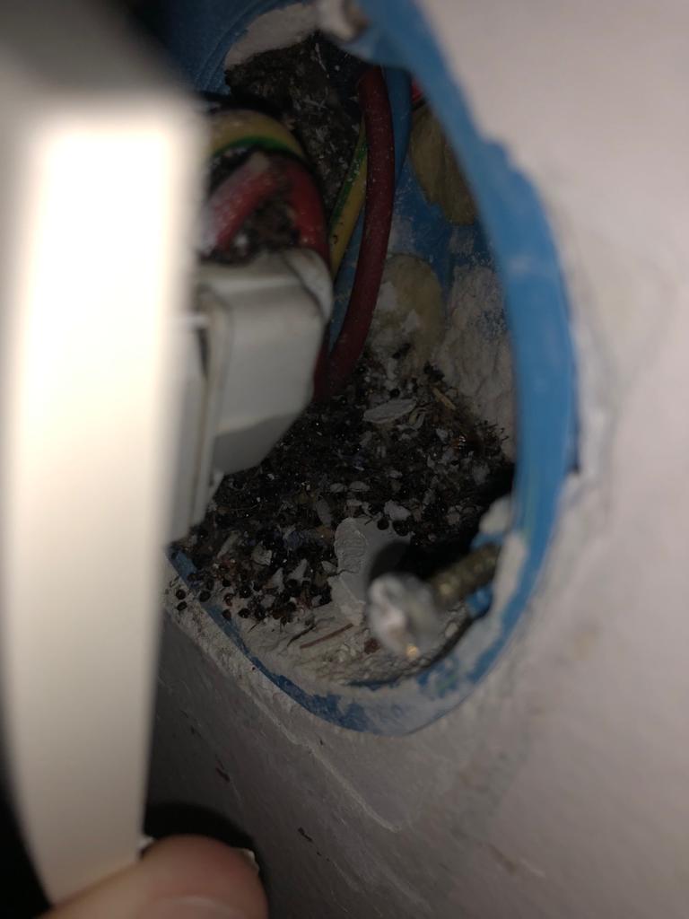 Combattre l'infection de rats et cafards à Fontenay-aux-Roses