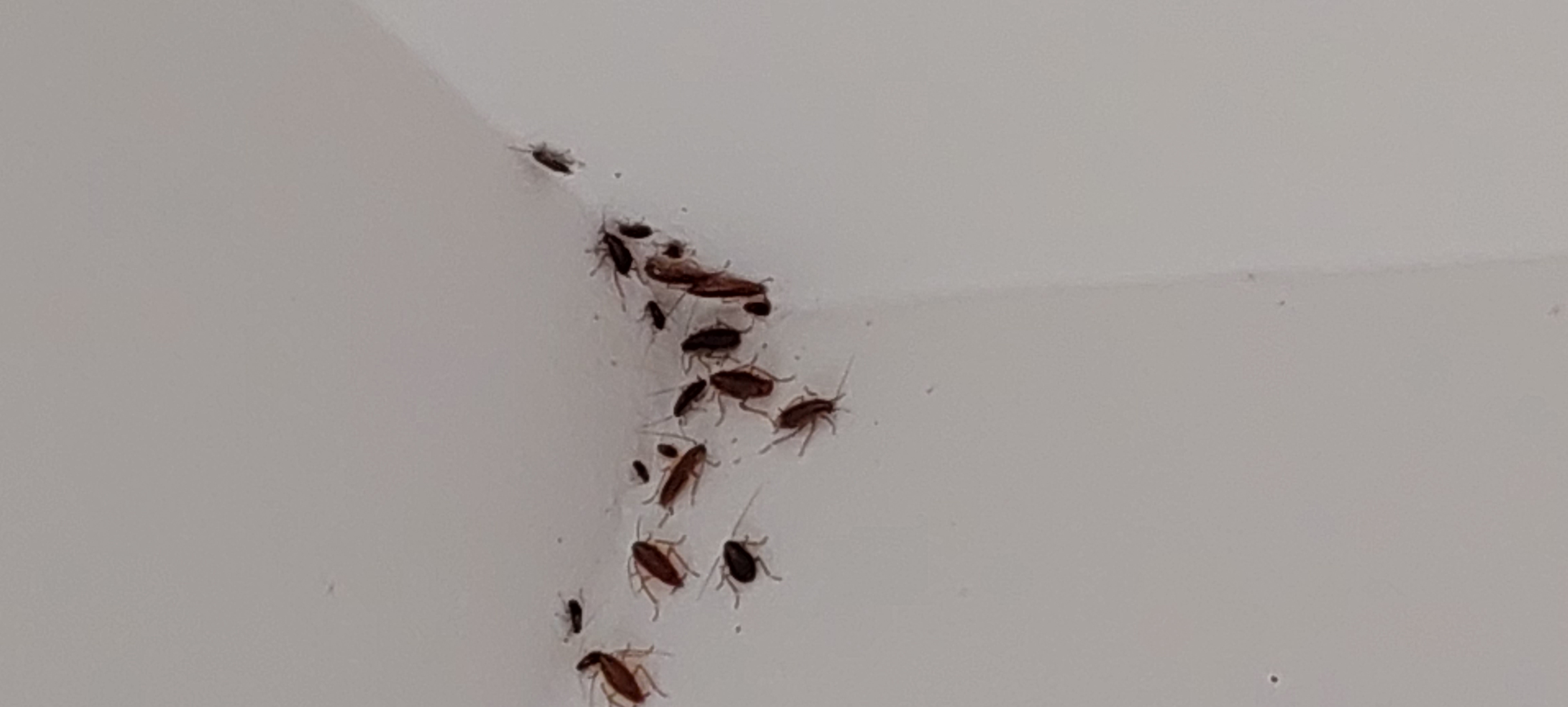 Combattre l'infection de rats et cafards à Courbevoie