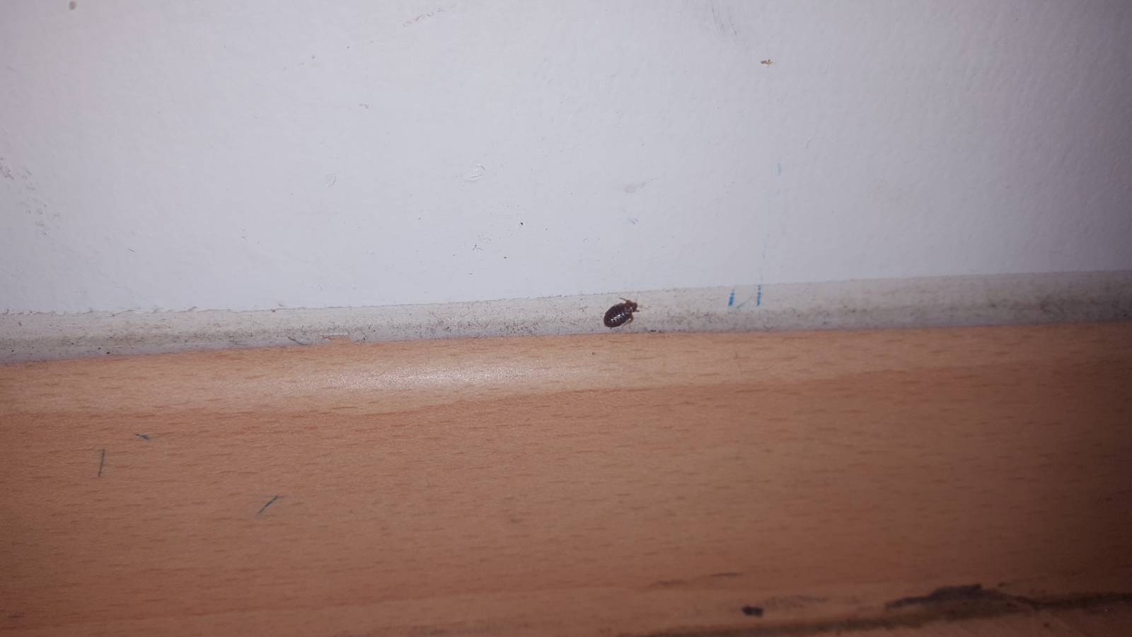 Combattre l'infection de rats et cafards à Clamart