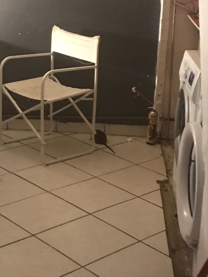 Combattre l'infection de rats et cafards à Nangis