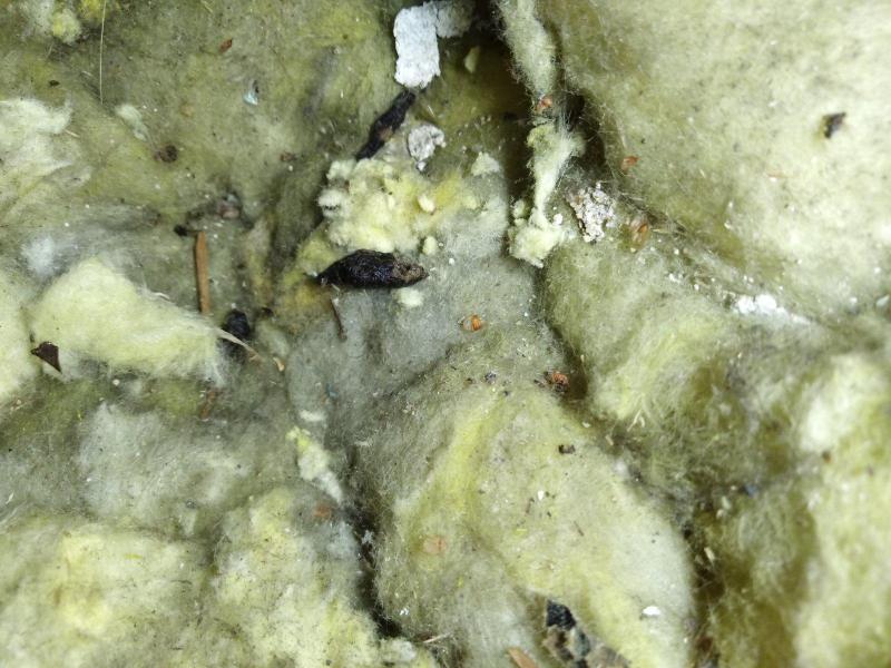 Combattre l'infection de rats et cafards à Provins