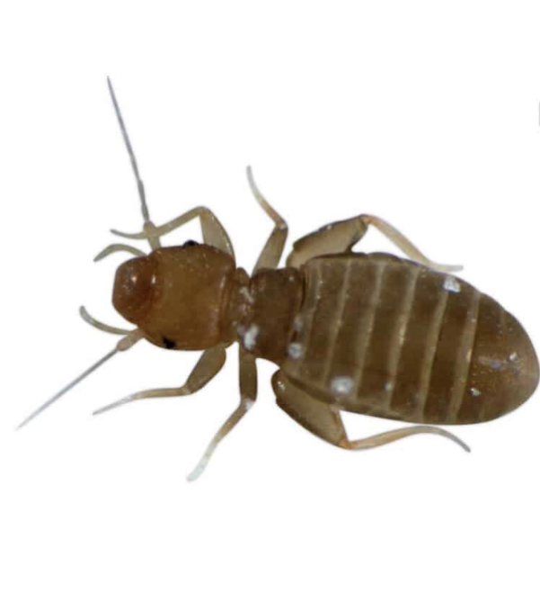 Combattre l'infection de rats et cafards à Clichy