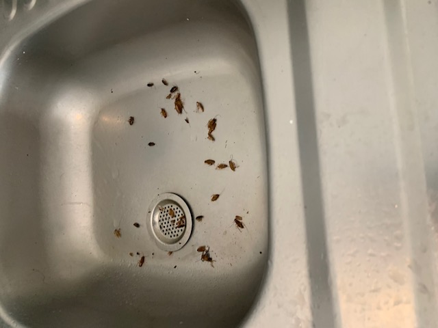 Combattre l'infection de rats et cafards à Le Mée-sur-Seine