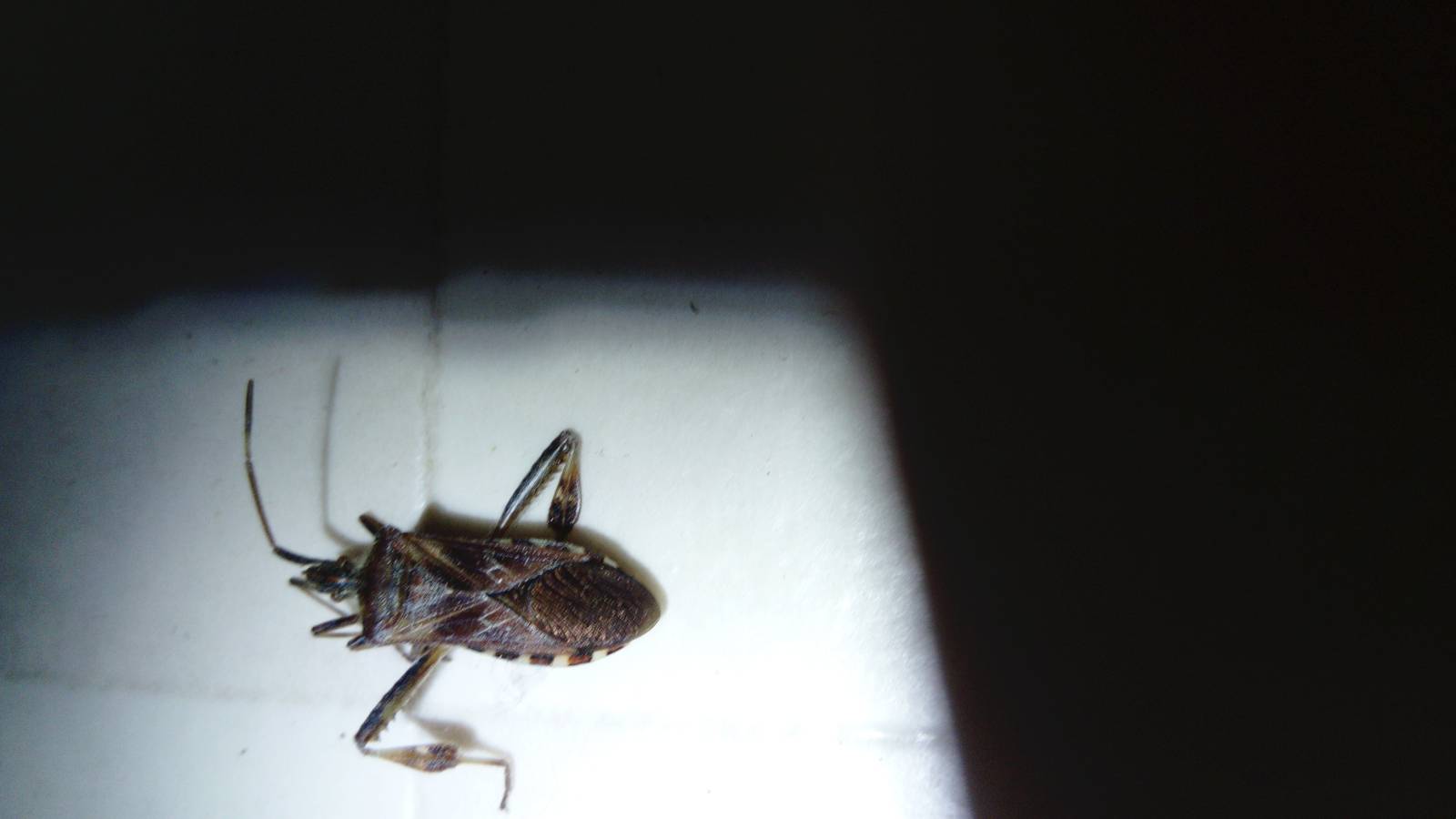 Combattre l'infection de rats et cafards à Meudon