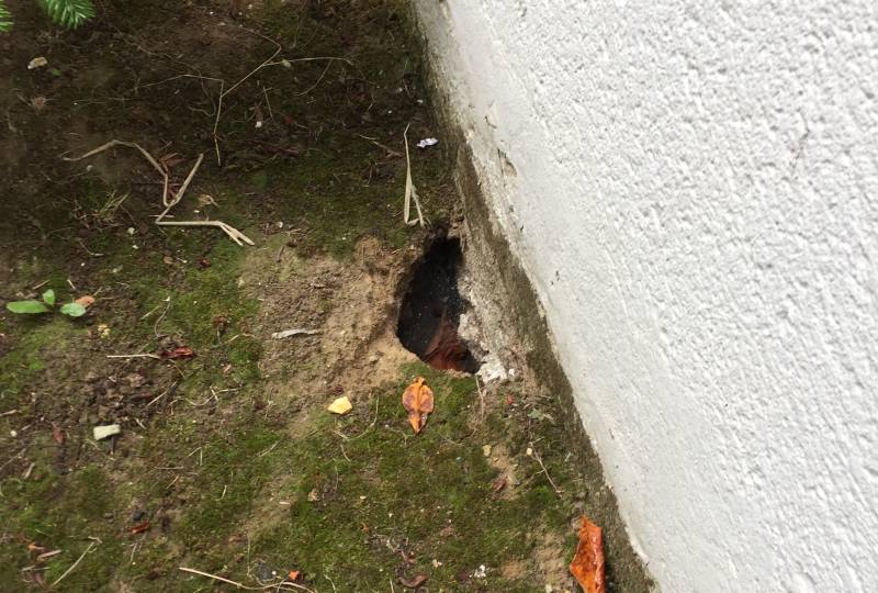 Combattre l'infection de rats et cafards à Lagny-sur-Marne