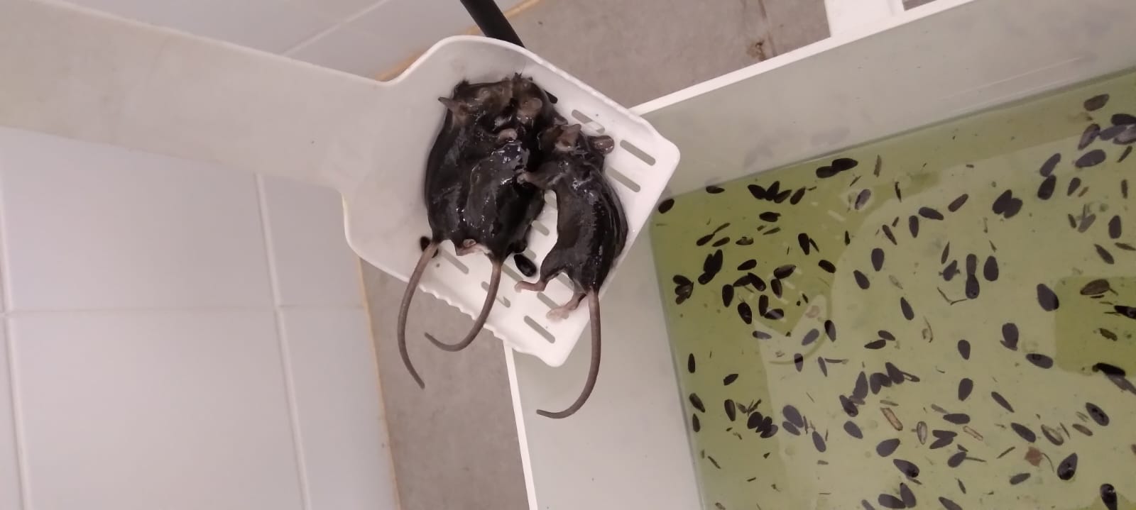 Combattre l'infection de rats et cafards à Claye-Souilly