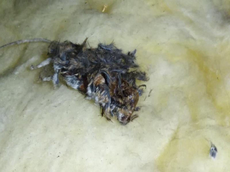 Combattre l'infection de rats et cafards à Savigny-le-Temple