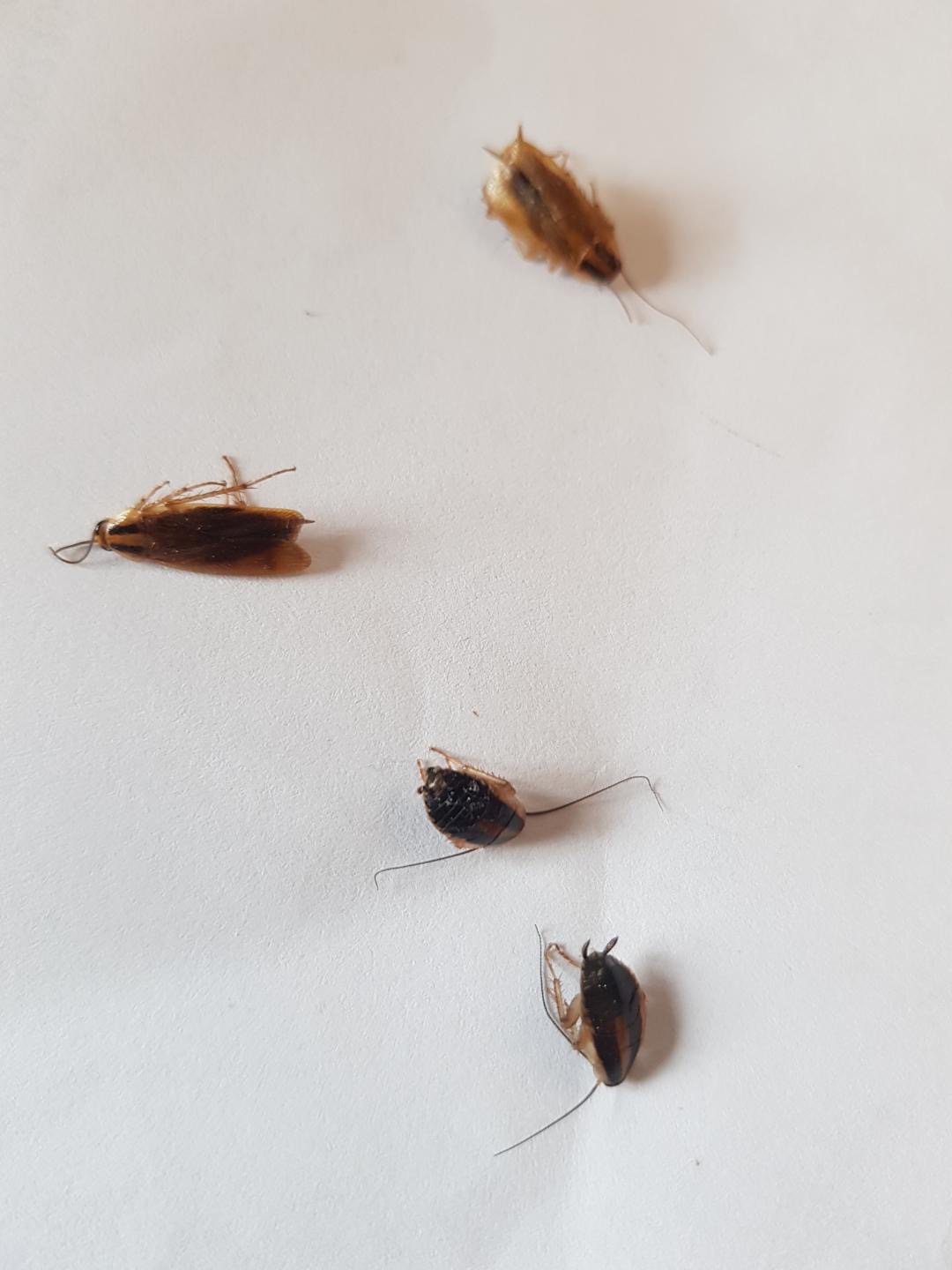 Combattre l'infection de rats et cafards à Moissy-Cramayel