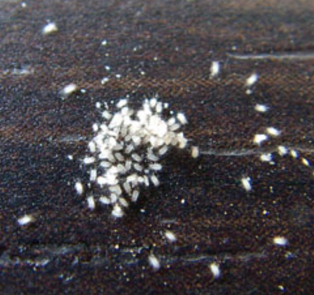 Pour supprimer des cirons, c'est une question d'organisation et de patience. Les moyens pour ne plus avoir de cirons de farine dans la cuisine sont naturels, chimiques et parfois mécanique.