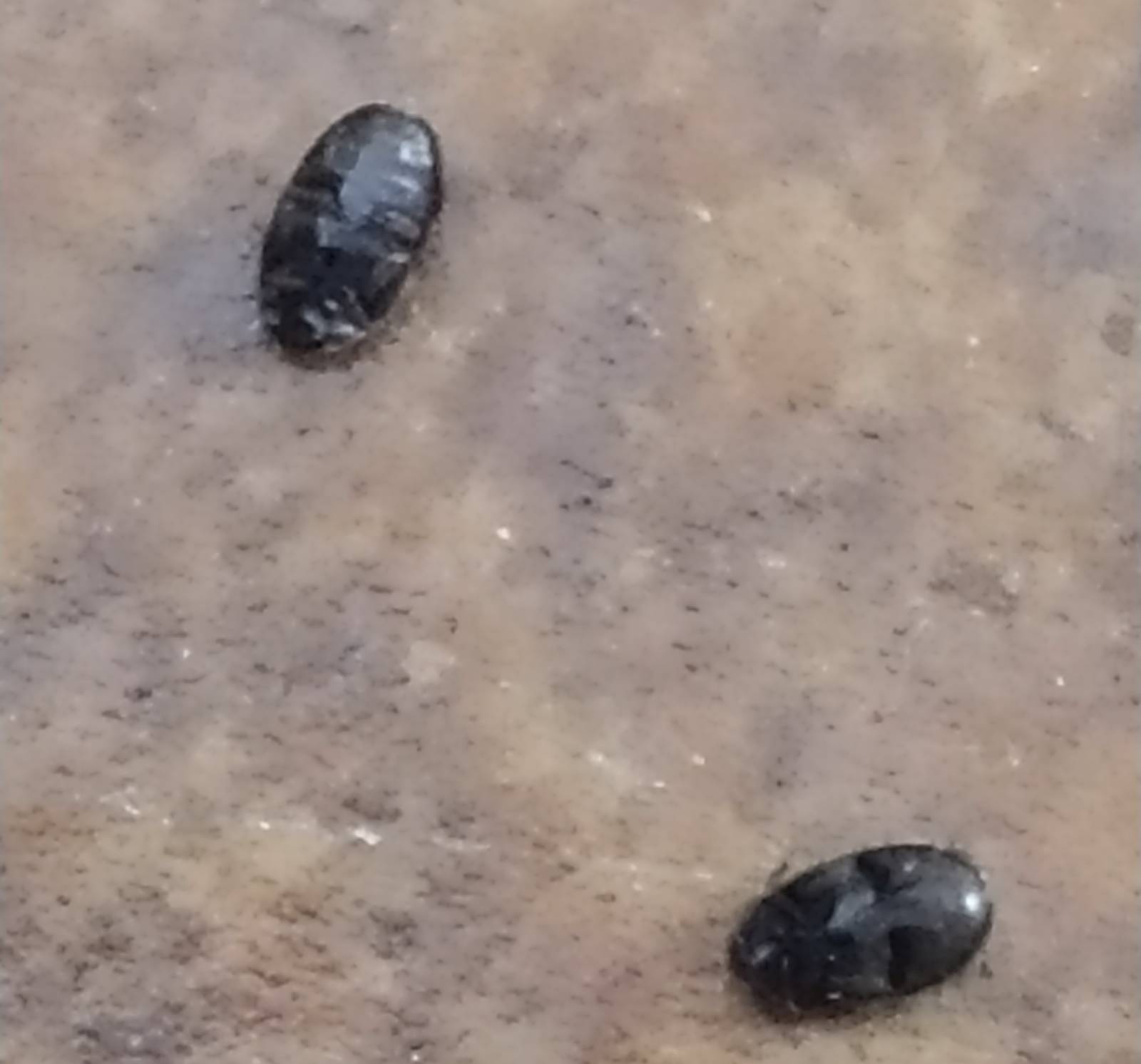 Le Plessis-Tr&eacute;vise