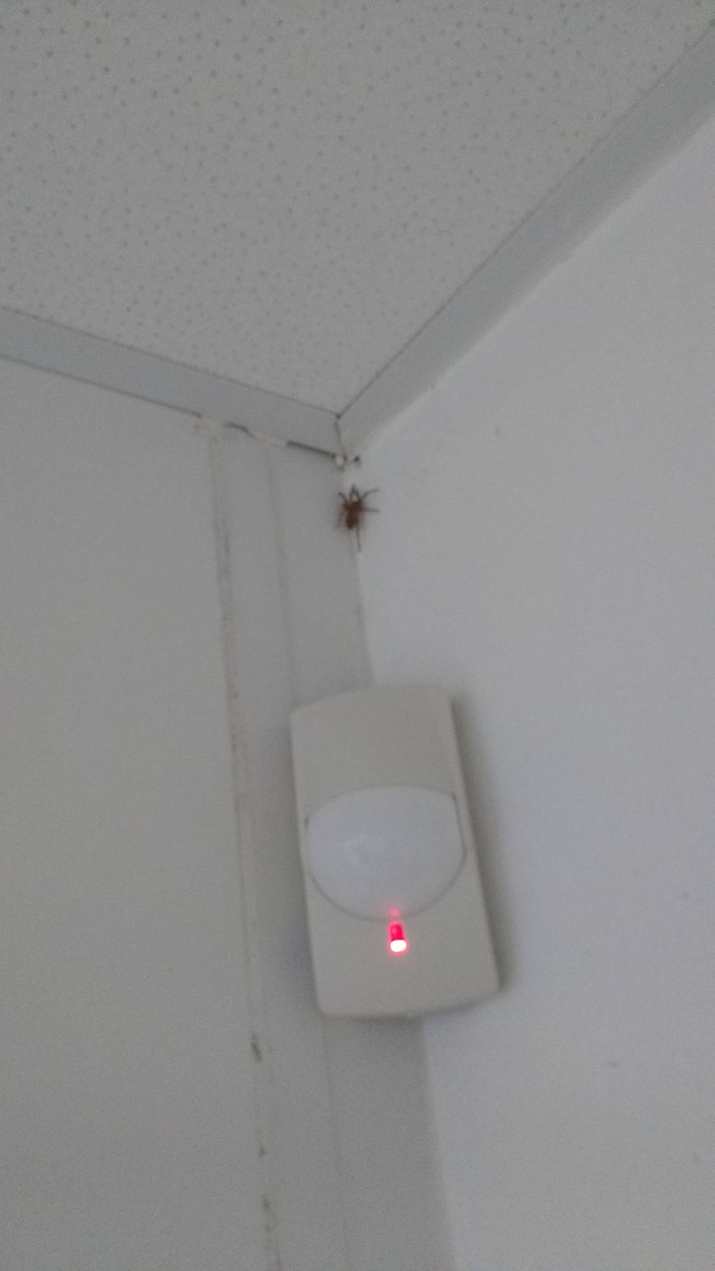 Faire fuir les araignées est un long combat. Il y a des moyens naturels pour éliminer les araignées.