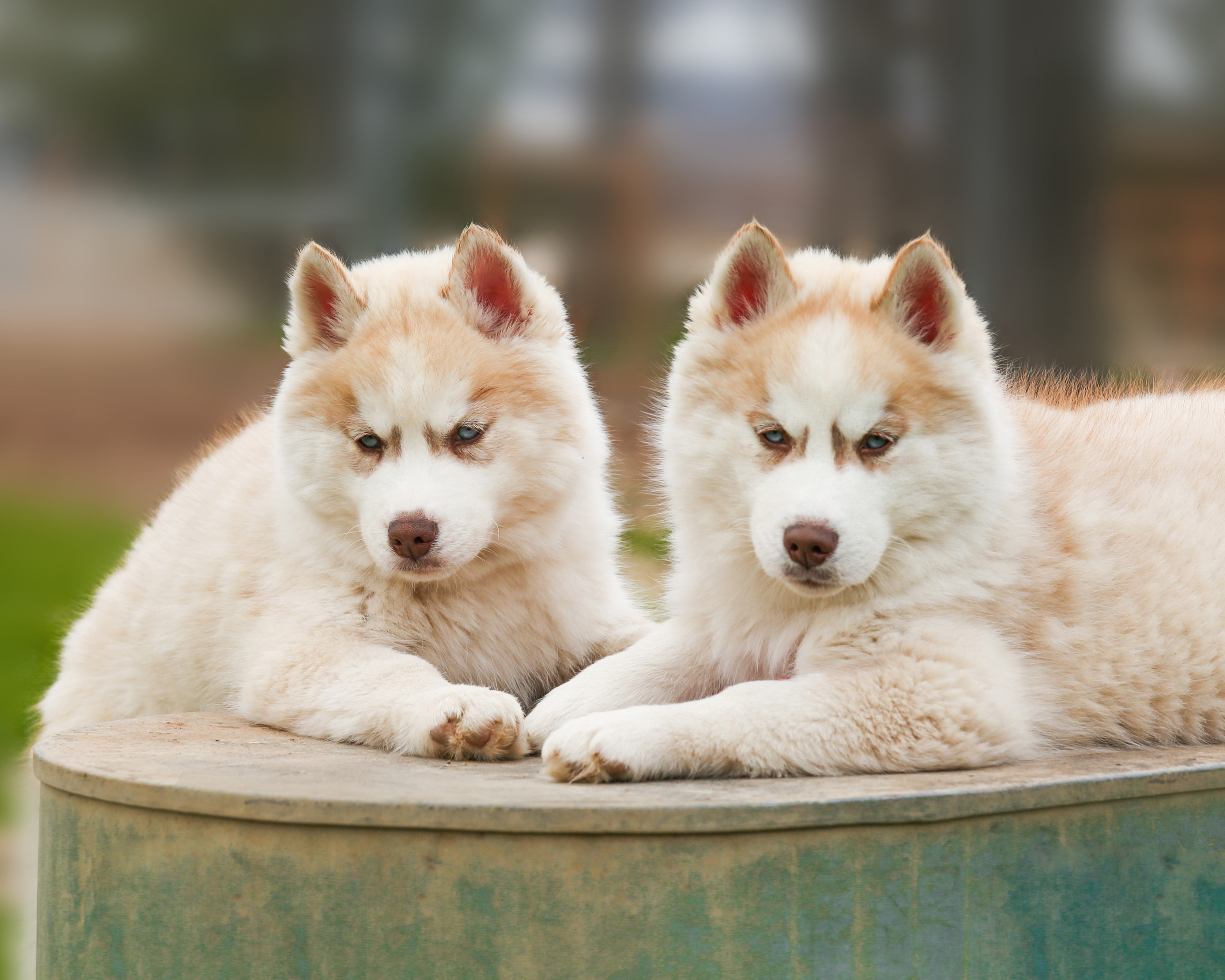 Protect your pets from contagious diseases with our comprehensive vaccination packages in Gainesville, Texas. Our personalized approach includes core and risk-based vaccines tailored to your pet's lifestyle. Ensure a safe and healthy environment for boarding and grooming services. Serving Cooke County, Whitesboro, Sherman, Pilot Point, Denton, and North Texas.