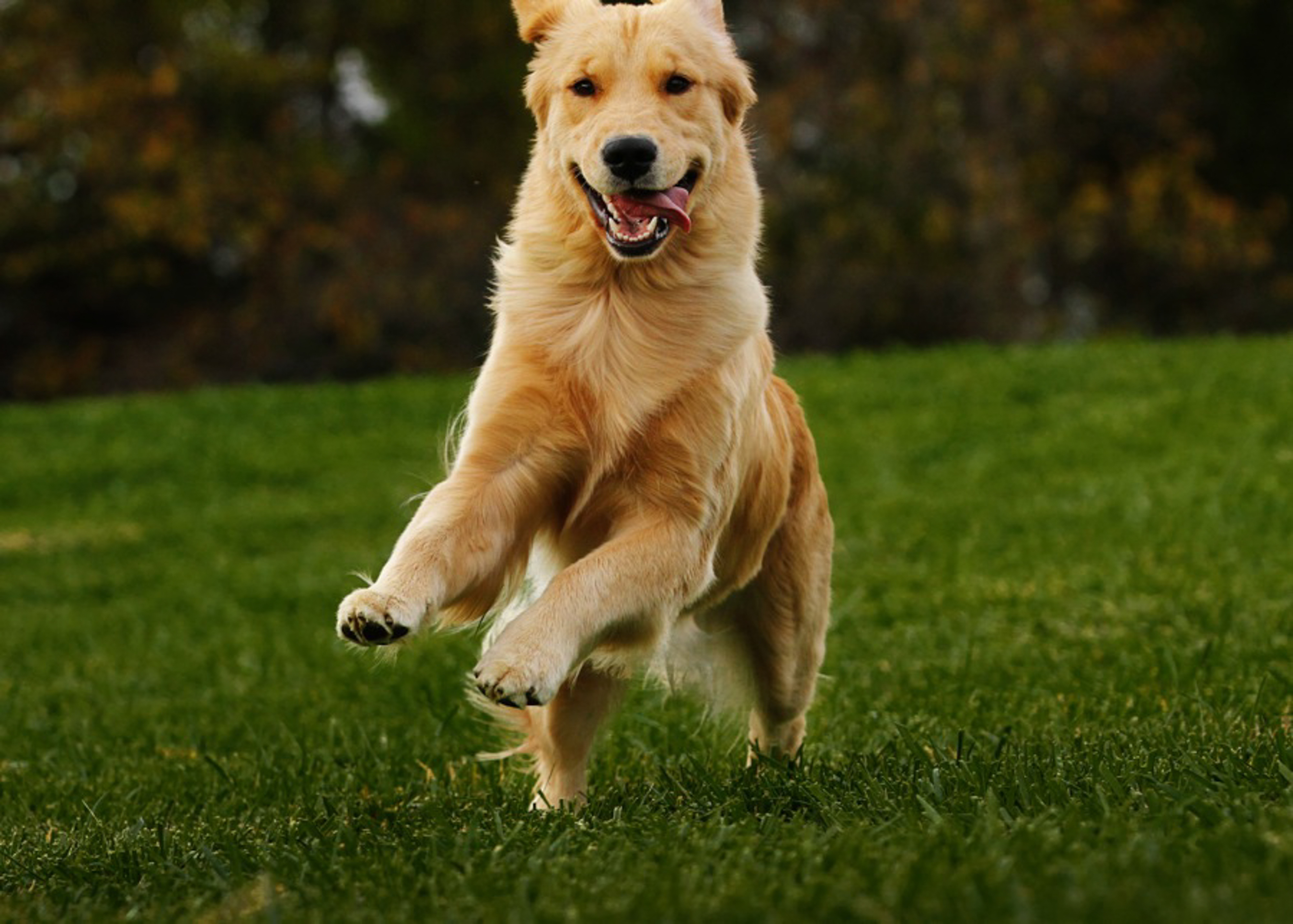 Entrust your cats and dogs to our year-round boarding services in Gainesville, Texas. Our climate-controlled facility offers comfort and care, with amenities like bedding, toys, and optional Hill’s Science Diet Adult Food, along with grooming services. Our compassionate kennel attendants ensure a stress-free stay for your pets. Serving Cooke County, Whitesboro, Sherman, Pilot Point, Denton, and North Texas.