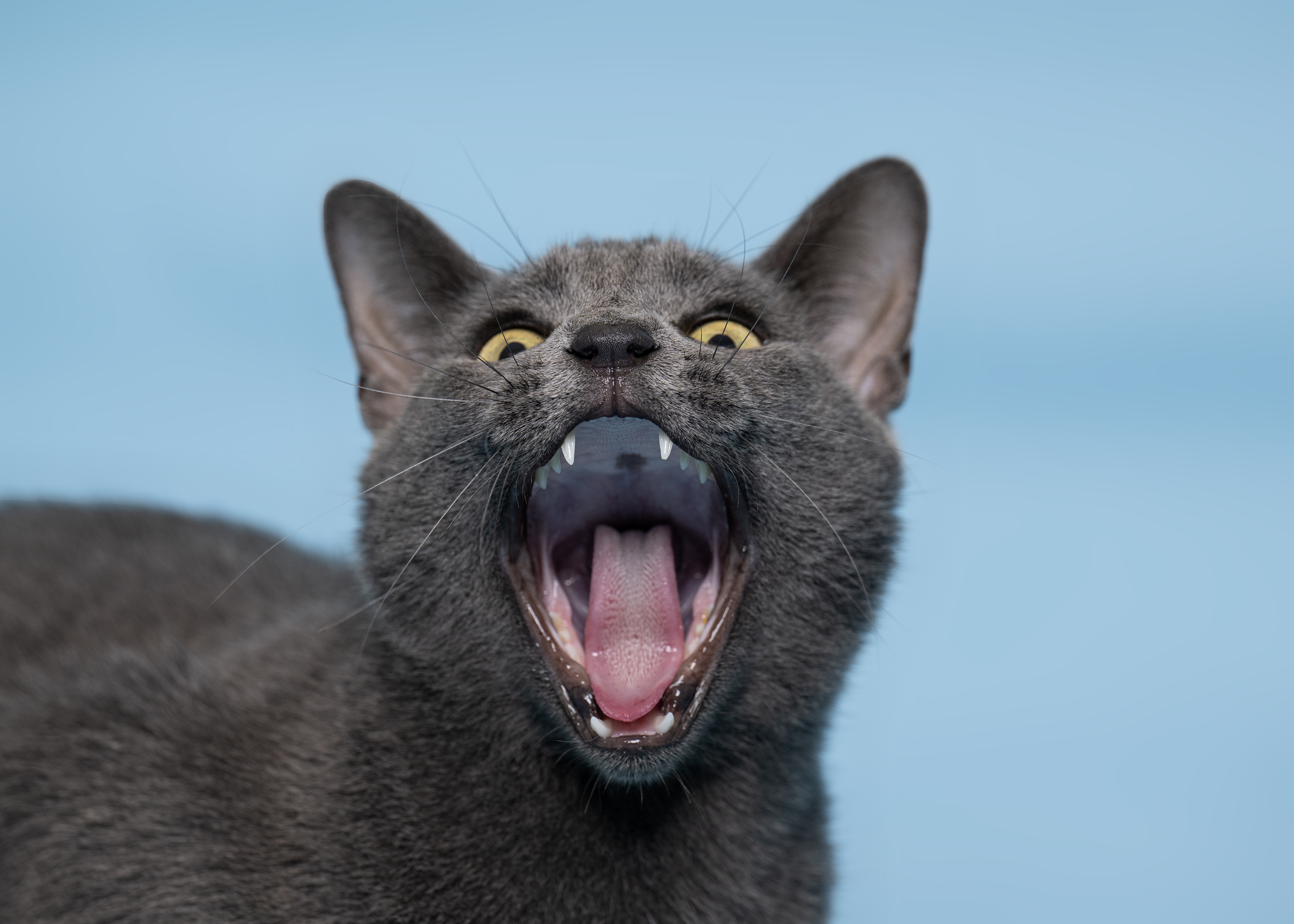 Prevent dental diseases in your pets with annual oral exams and routine cleanings at our Gainesville, Texas, veterinary clinic. Our thorough evaluations under general anesthesia, including scaling, polishing, and dental x-rays, ensure comprehensive care for your pet's oral health. Serving Cooke County, Whitesboro, Sherman, Pilot Point, Denton, and North Texas.