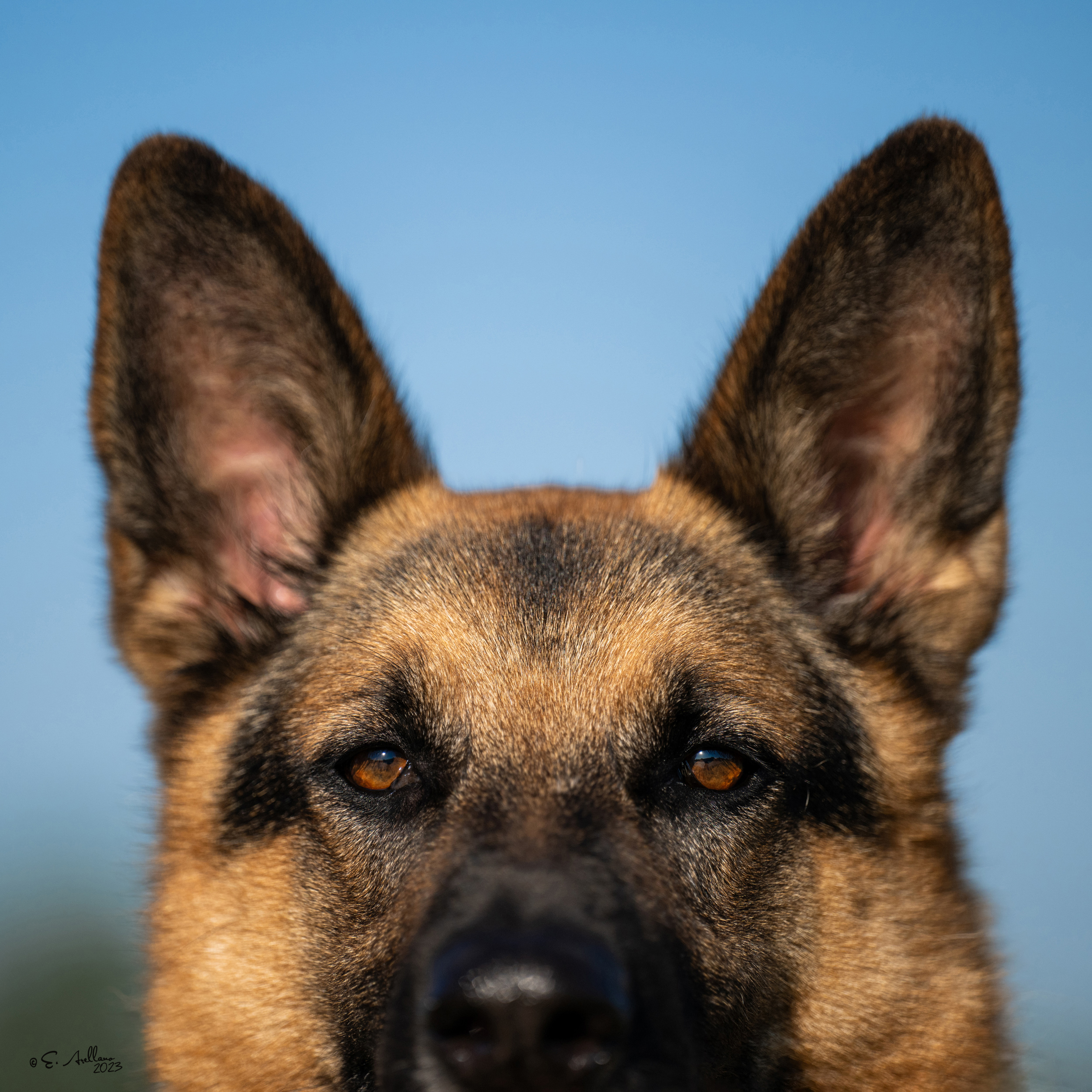 Simplify your travel preparations with our written health certificates for pets and livestock traveling within the United States. Our Gainesville, Texas, clinic offers comprehensive services, including additional testing and treatments as required, ensuring your animals meet all necessary requirements for safe and hassle-free journeys. Serving North Texas, including Cooke County, Gainesville, Whitesboro, Sherman, Valley View, Muenster, Lindsay, and surrounding areas.