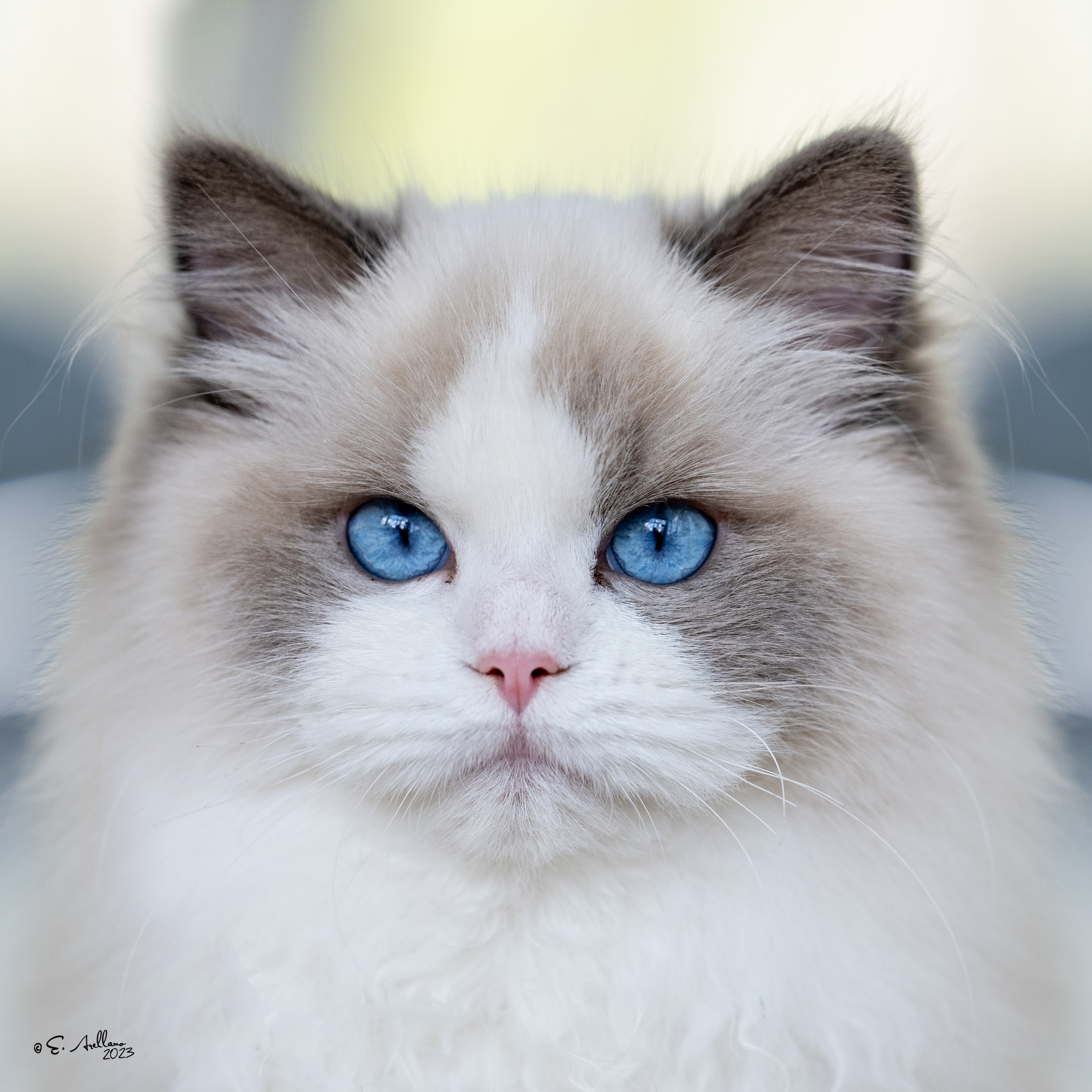 Access convenient refills of preventatives and prescription foods through our online pharmacy in Gainesville, Texas. Enjoy home delivery and auto-ship options for your pet's essential needs, ensuring convenience and continuity of care. Serving Cooke County, Whitesboro, Sherman, Pilot Point, Denton, and North Texas.