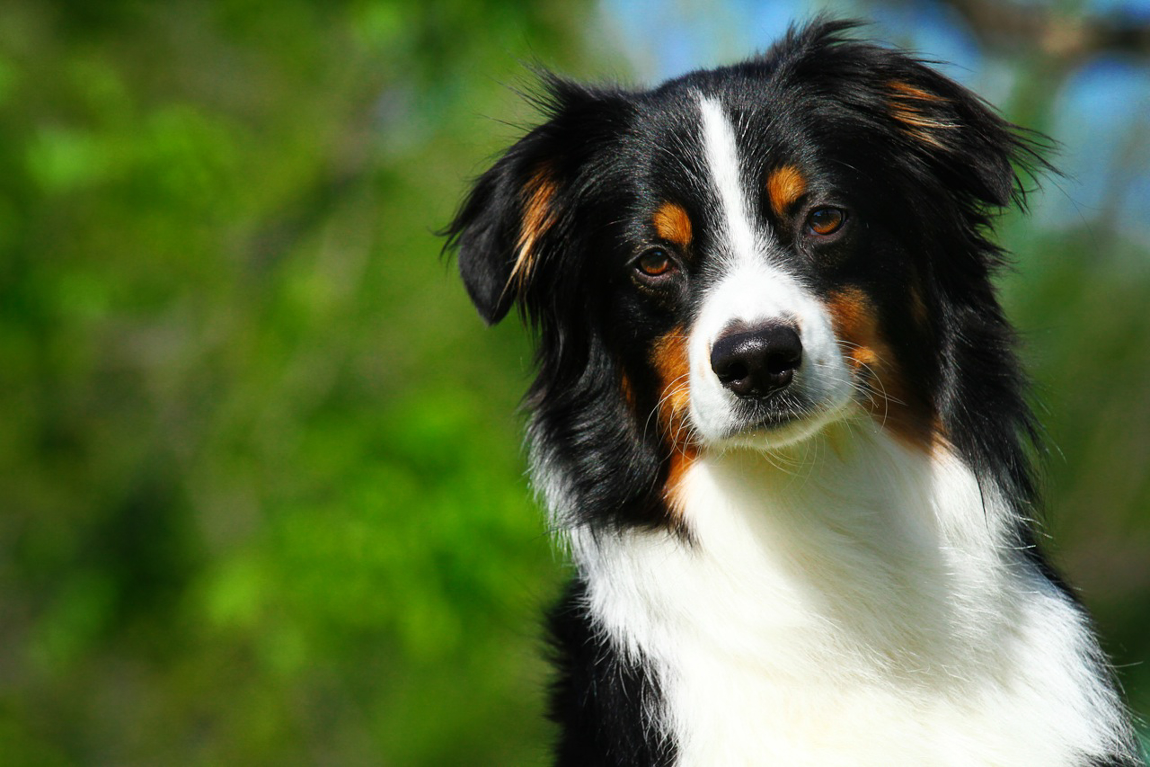 Receive quick and accurate test results with our in-house laboratory in Gainesville, Texas. From blood work to fecal and urine tests, we diagnose early signs of conditions and monitor health effectively, providing proactive care for your pet's well-being. Serving Cooke County, Whitesboro, Sherman, Pilot Point, Denton, and North Texas.