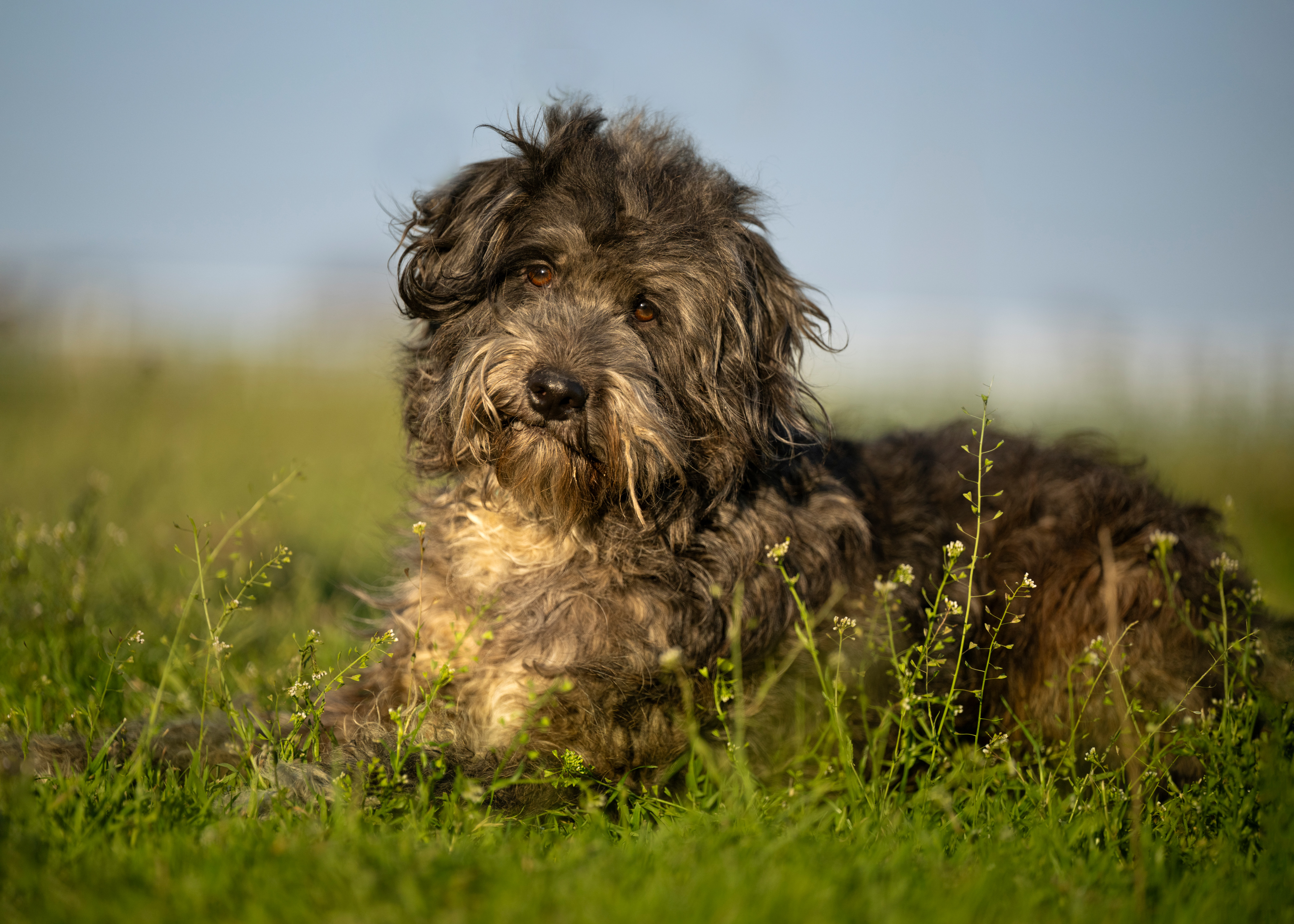 Ensure your pet's health and well-being with spaying and neutering procedures at our Gainesville, Texas, clinic. Beyond preventing unwanted pregnancies, these surgeries reduce the risk of health issues and hormone-related behaviors, promoting a happier and healthier life for your pets. Serving Cooke County, Whitesboro, Sherman, Pilot Point, Denton, and North Texas.