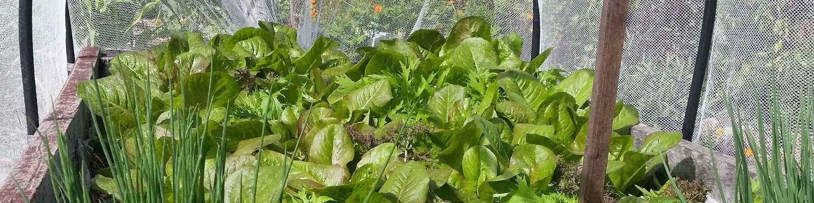 QLD Regional LGI CF HF