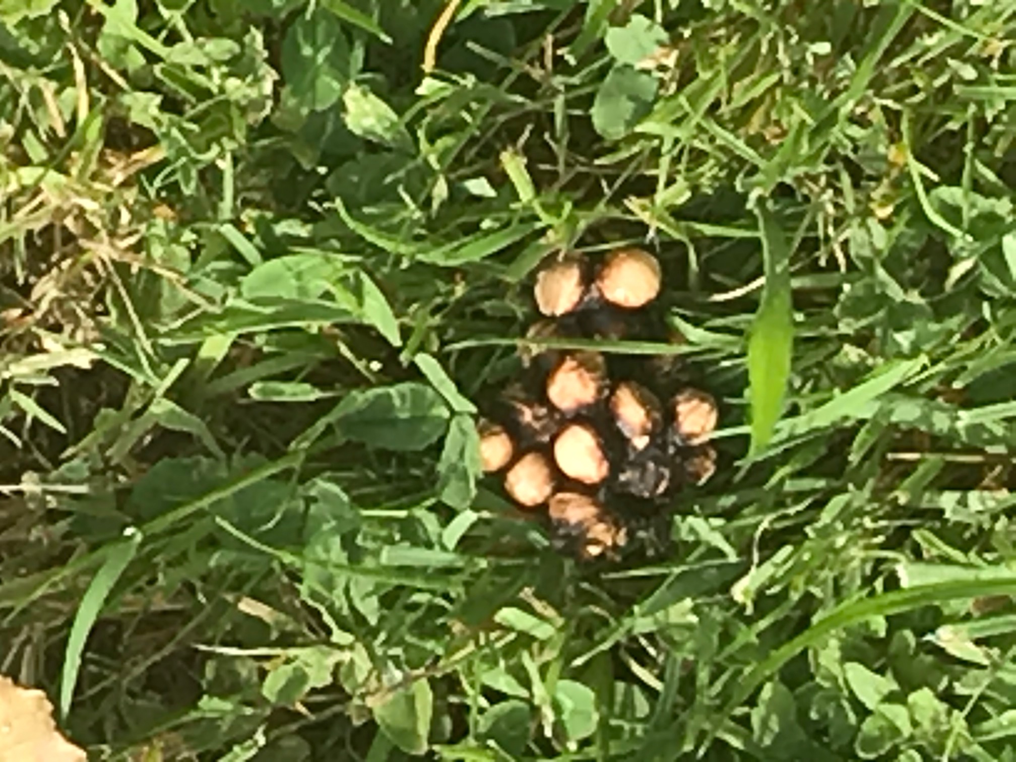 Ozoir-la-Ferri&egrave;re