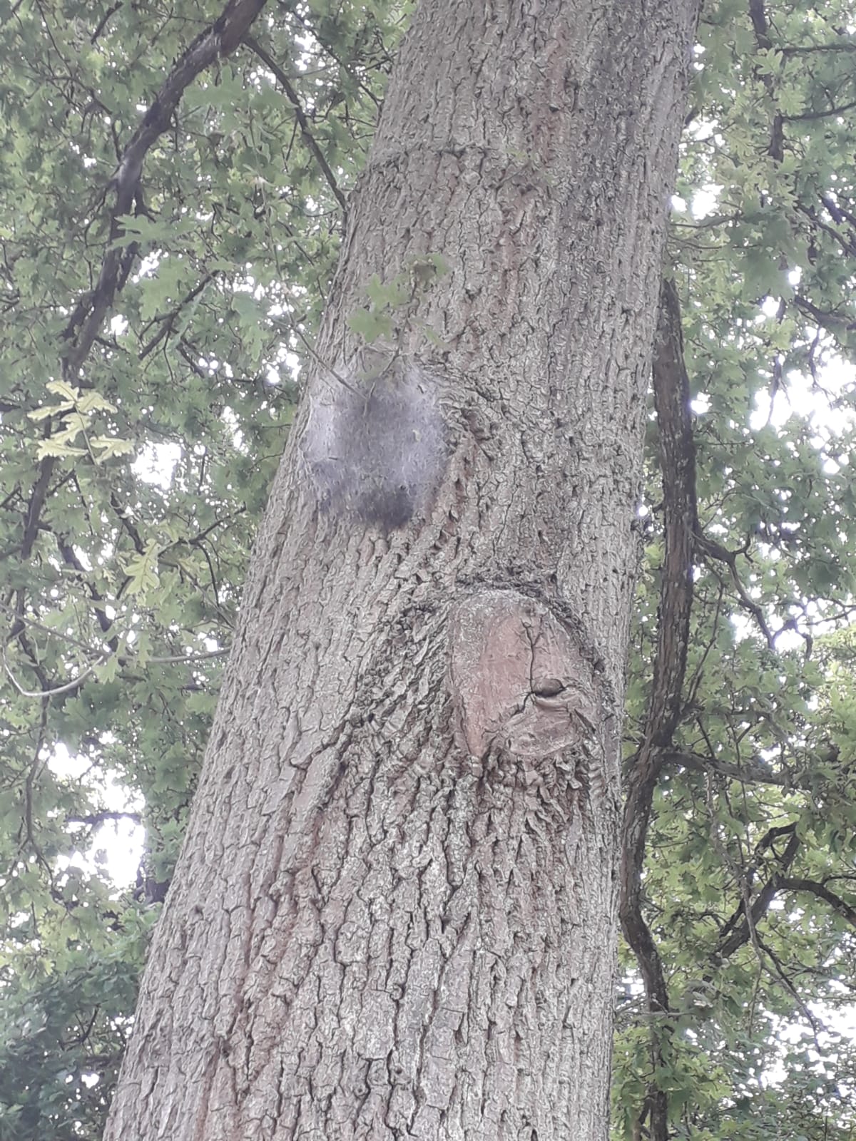 Comment se débarrasser des chenilles processionnaires qui descendent des arbres?