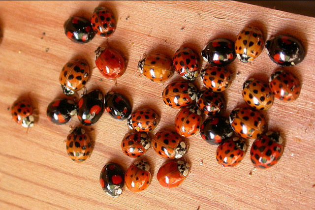 Il existe certains moyens efficaces pour éliminer les coccinelles.