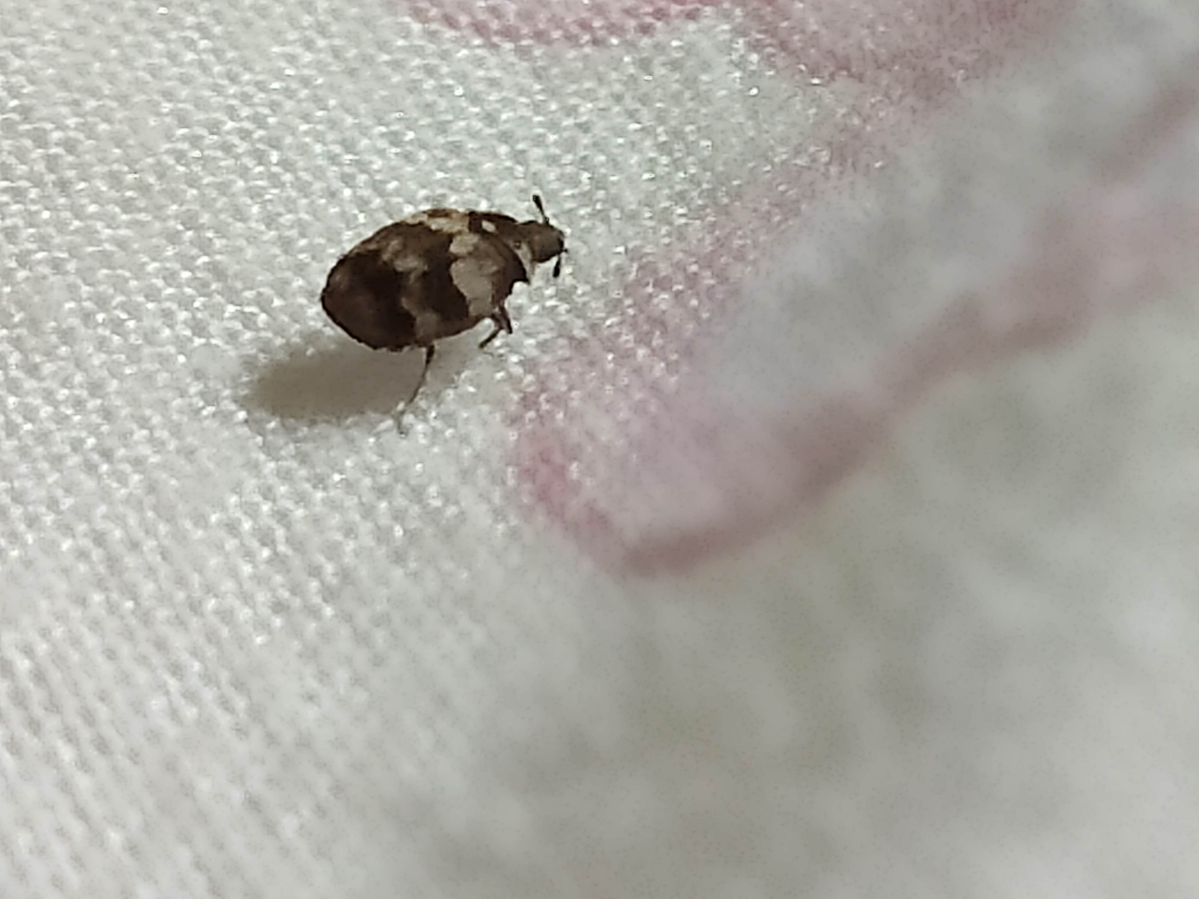 Les anthrènes de tapis