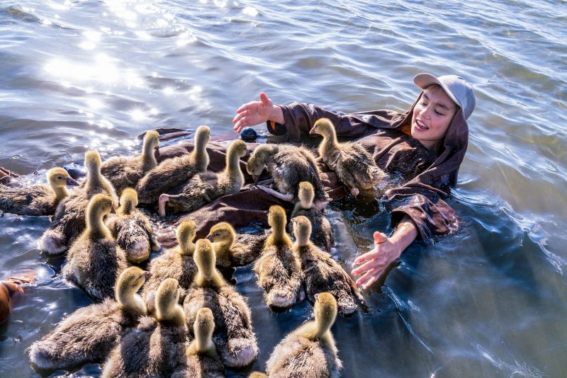 KinderKino im Gewölbe: Der Junge und die Wildgänse
