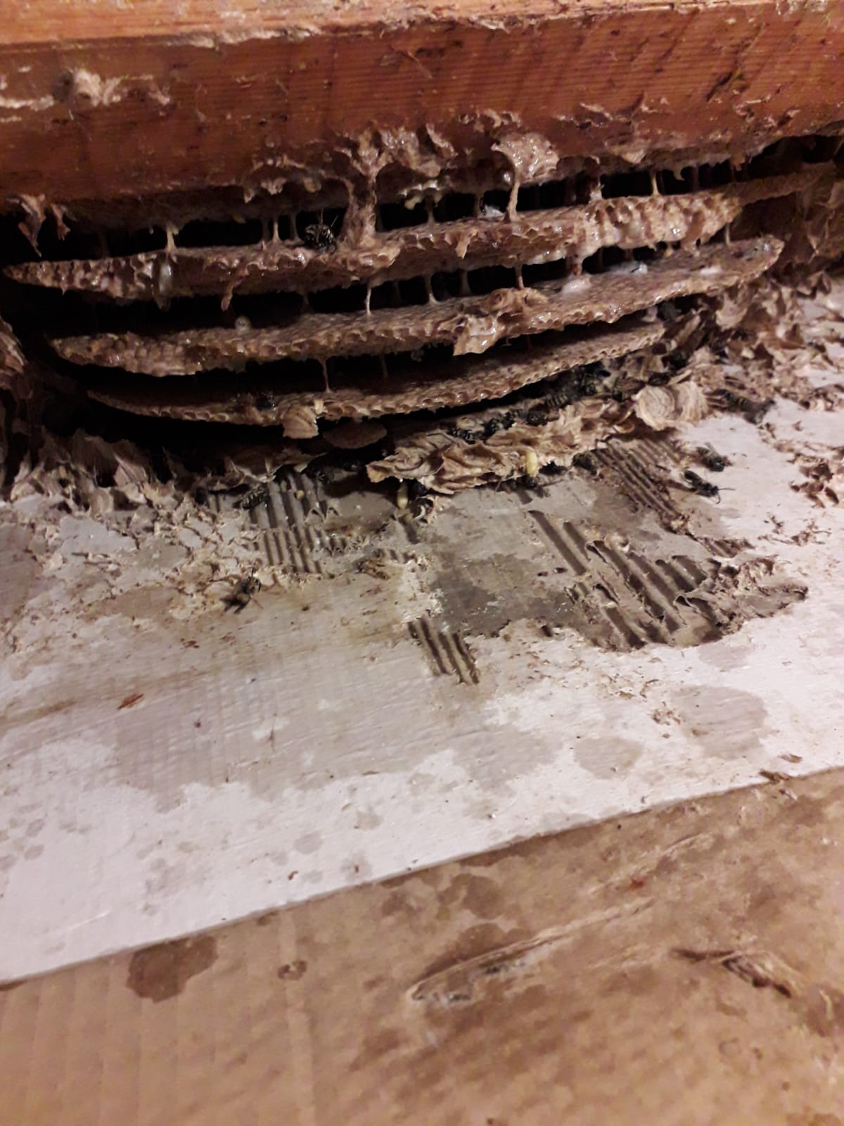 Les frelons asiatiques