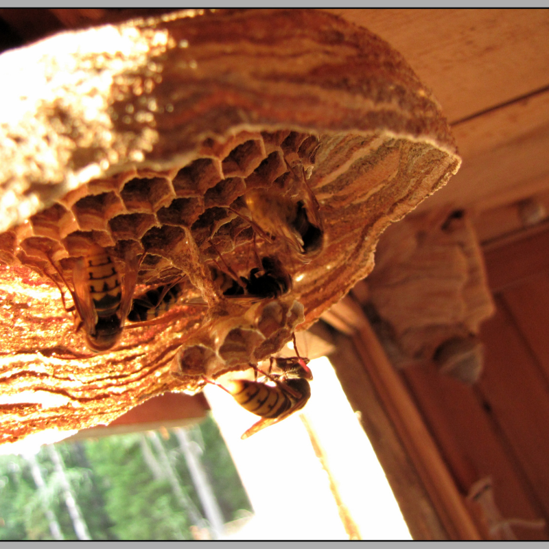 hornet nest in baltimore